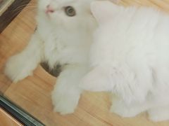 -袖虎·猫馆(体育西路店)
