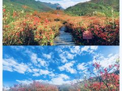 -大围山国家森林公园