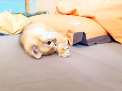 -喵百万·布偶·蓝金金渐层英短·猫舍(百子湾店)