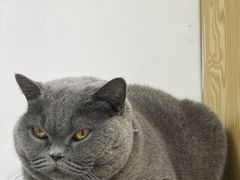 -中农大我爱我爱动物医院·核磁CT·猫病·24小时夜诊中心(石佛营店)