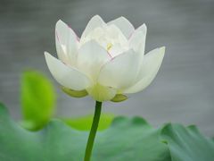 -纪念孙中山市政公园