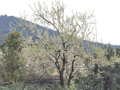 -树山生态村