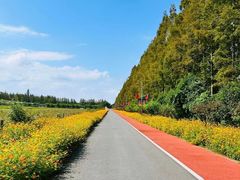 -上海长兴岛郊野公园