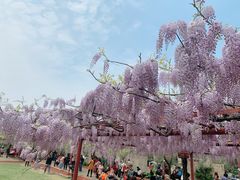 -嘉定紫藤园