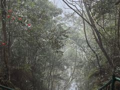 -云南屏边大围山国家公园