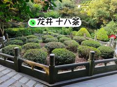 -十八棵（老龙井）御茶园(老龙井店)