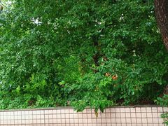 -黑龙江省森林植物园
