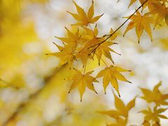 -宁波市保国寺古建筑博物馆