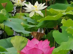 -厦门园林博览苑