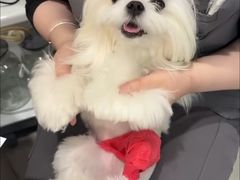 -北京派仕佳德动物医院·超导核磁·CT·神经科·骨科·内外科·急重症管理中心