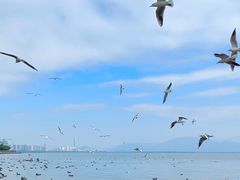 -深圳湾公园(南山区)
