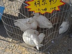 -中环花鸟鱼虫市场