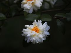-上海吴淞炮台湾国家湿地公园