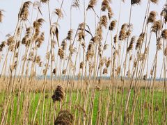 -上海吴淞炮台湾国家湿地公园