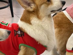 -南京宠物基地·宠物狗宠物猫售卖(南京店)