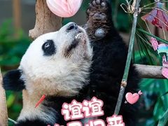 -卧龙中华大熊猫苑神树坪基地