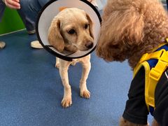 -佩兹宠物医院肿瘤专科·眼科·牙科(黄浦店)