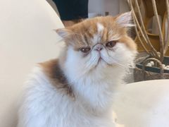 -More Fun猫咖 二十只万元加菲主题