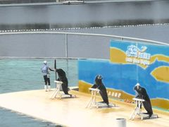 -秦皇岛乐岛海洋王国