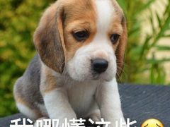 -文昌邓记清补凉(西沙路店)