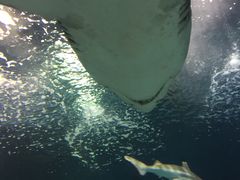 -上海海洋水族馆-停车场
