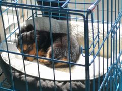 -翊宠yipet猫狗购宠庄园犬舍•猫舍