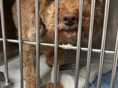 -爱侣宠医·鹦鹉专科·小型哺乳类·异宠专科(灵石路店)