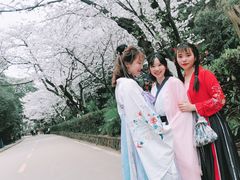 -武汉大学-樱园