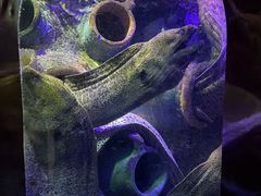 -太平洋海底世界