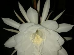 -嘉豪轩(亨利店)