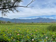 -野鸭湖国家湿地公园