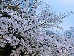 -玛格萝妮比萨屋(四平店)