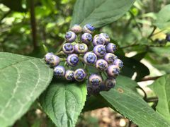 -梧桐山风景名胜区