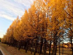 -塞罕坝国家级自然保护区