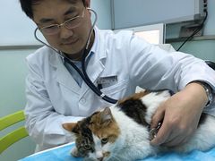 -纳吉亚猫专科动物医院博雅分院