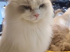 -安格丽娜·狗咖·猫咖羊驼咖(春熙路百盛商场店)