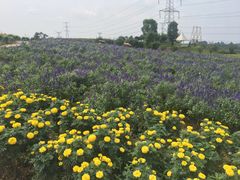 -紫颐香薰山谷景区