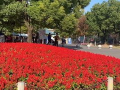 -上海滨江森林公园