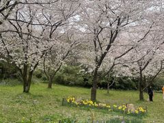 -苏州上方山国家森林公园