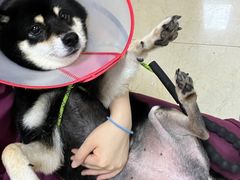 -美联众合动物医院·24h转诊中心