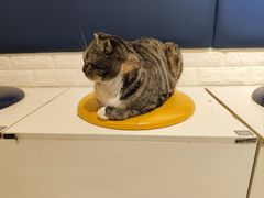 -平行世界·猫咖(首经贸店)