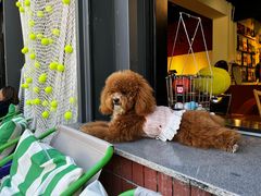 -FAELING PETS美天灵宠物(合生汇店)
