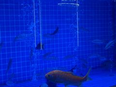 -英冠索菲特酒店·萧湘阁中餐厅