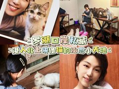 -楼上猫咖(罗湖店)