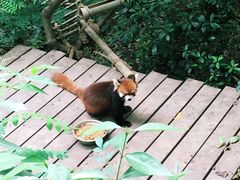 -成都大熊猫繁育研究基地