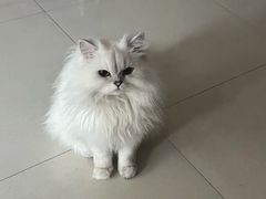 -翊宠yipet猫狗购宠庄园犬舍•猫舍