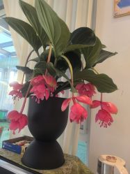 -黎蓓露·徒手骨雕蛋白抗衰·调肤管理