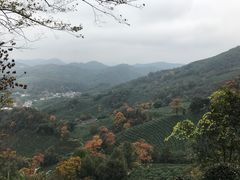 -龙井村