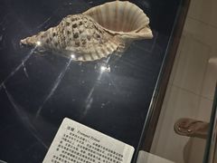 -青岛贝壳博物馆