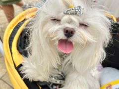 -帕帕拉兹宠物(亚洲旗舰店)